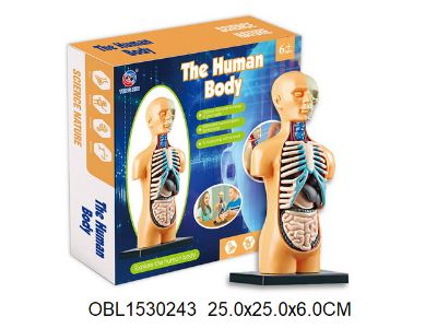 Изображение 025 набор игровой доктора (анатомия), 25*25см., в коробке 1530243